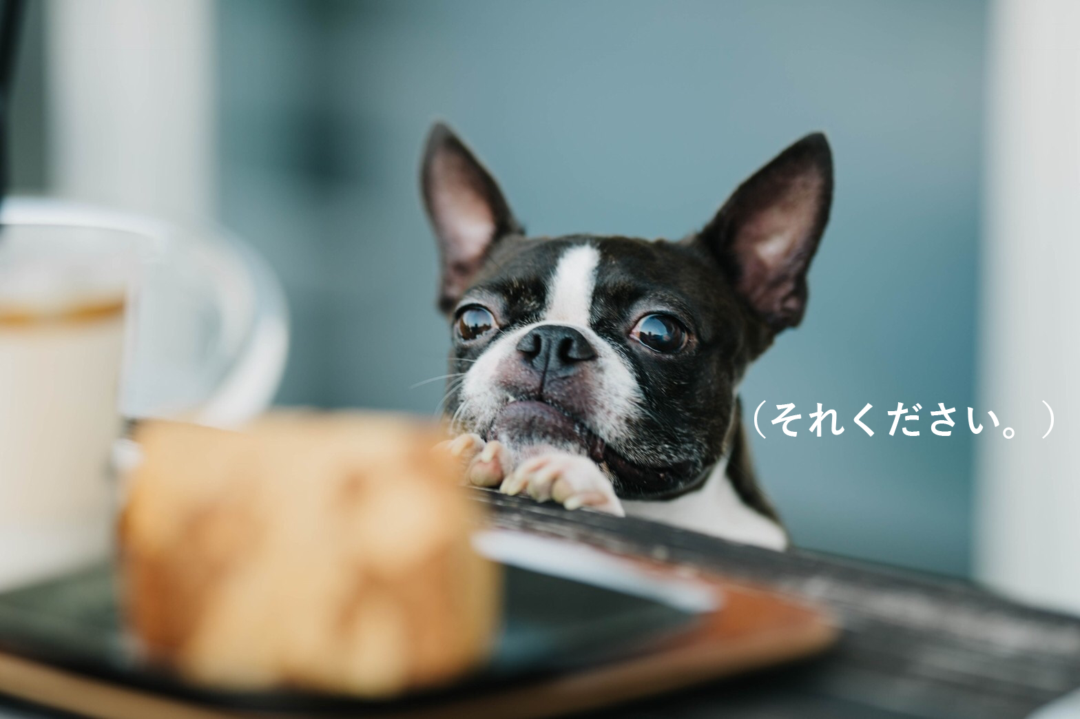 低糖質なだけじゃない ふすま ブラン と小麦粉の違いについて Switch